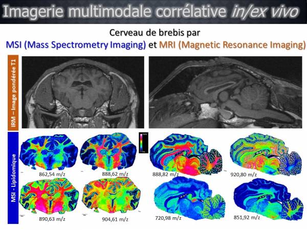 imagerie multimodale MRI MSI cerveau de brebis